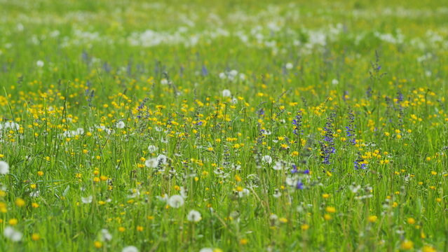 Yellow blooming ranunculus bulbosus, ranunculus bulbosus. Medicinal herbs and health care.