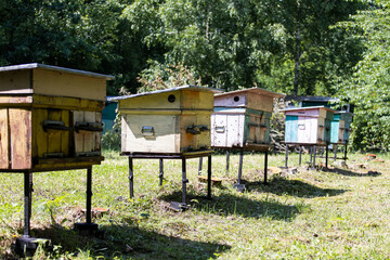 Bee hives in the forest. Bees in the beehive. Bees fly near the hive. Natural production of honey