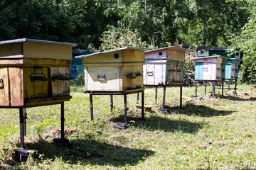 Bee hives in the forest. Bees in the beehive. Bees fly near the hive. Natural production of honey