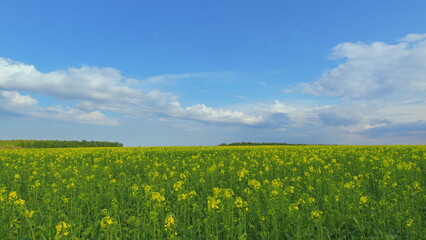 Agricultural Field With Flowering Crops. Rich Harvest Of Blooming Yellow Rapeseed With Blue Sky And Clouds. Yellow Rapeseed Field On A Cloudy Day.