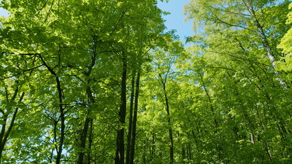 Green Tree And Clear Blue Sky At Beautiful Sunny Day. Natural Summer Sunlight In Fresh Green Leaves. Sunny Clear Weather On Summer Day.