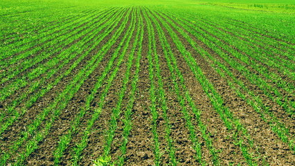 Agricultural Business. Young Sprouts Of Wheat. Agriculture Grain. Green Grass Sways In Wind. Wheat Field Harvest Crops In Countryside. Green Vegetation And Forage Crop.