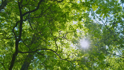 Fototapeta premium Crowns Of Deciduous Forest Trees With Bright Afternoon Sun And Rays. View From Bottom To Top. National Park.