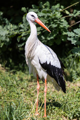 Fototapeta premium White stork. A bird with a long beak
