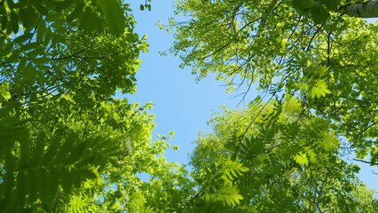 Fototapeta premium Tops Of Trees In Deciduous Forest On Background Of Blue Sky. Clear Blue Sky Gently Shining Through Fresh Green Treetops In A Forest.