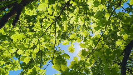 Fototapeta premium Good Weather. Amazing Trees In A Forest. Wide Angle Bottom View Of Trunks And Branches With Fresh Green Foliage.