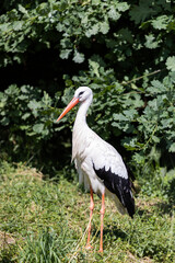 White stork. A bird with a long beak
