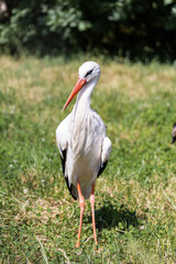White stork. A bird with a long beak