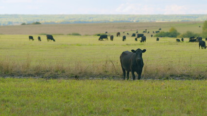 Herd or black angus cows. Cows graze in meadow. Animal grazing in pasture. Static view.