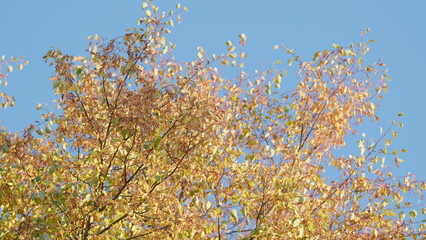 Seeds of a linden tree moving in the wind. Common linden autumnal yellow foliage. Low angle view.