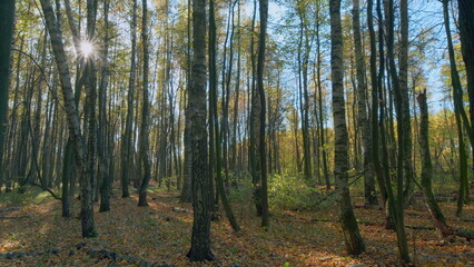 Morning in autumn forest. Beautiful forest in autumn with bright sun shining through trees. Timelapse.