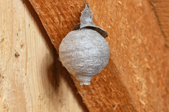 Wasp Nest. Wasp hive hanging from the ceiling under roof. Shallow depth of field