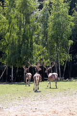 Deer in the forest. Cervus elaphus. Red deer on the edge of the forest. Dark forest. Green birches....
