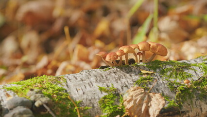 Honey agarics mushrooms. Edible mushrooms on a tree in a forest. Close up.