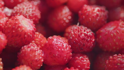 Fresh and ripe, juicy strawberries. Forest red wild strawberry. Pan.
