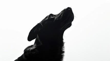 A black dog is looking up into the blue sky, with a curious expression