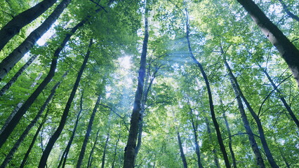 Obraz premium Environmental conservation. Beautiful nature at morning in misty spring forest with sun rays. Wide shot.