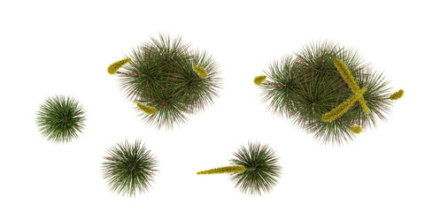 Dasylirion wheeleri Plant isolated on white background, top view