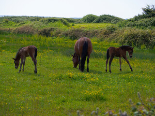 New Life in the New Forest.