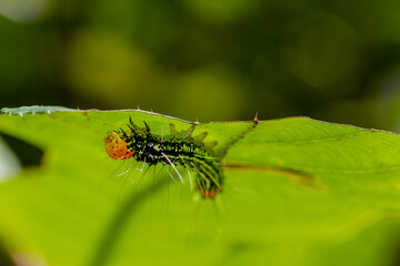 A vibrant white-spotted moth caterpillar can be seen underneath the green leaves, with an orange-red head and tail and a white body with black spots and white hairs.