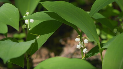 Obraz premium Blossoming flowers of lily of valley swaying in light wind outdoors in summer forest. Slow motion.