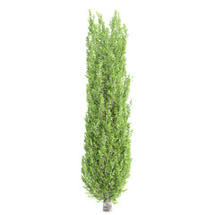3d rendering of Cypress Tree