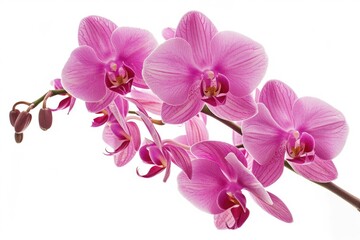A close-up photo of a pink flower on its stem, with no distractions or background