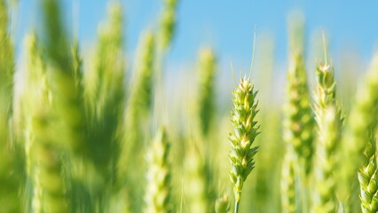 Fototapeta premium Ripening wheat field at summer day. Agricultural wheat field. Ears of wheat swaying from gentle wind. Low angle view.