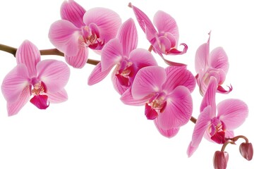 Close-up shot of a pink flower blooming on a branch, suitable for use in botanical or floral illustrations