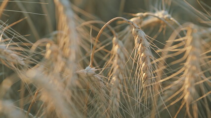 Riped golden wheat grain ear. Rural scenery under shining meadow wheat field grain field on sunny...