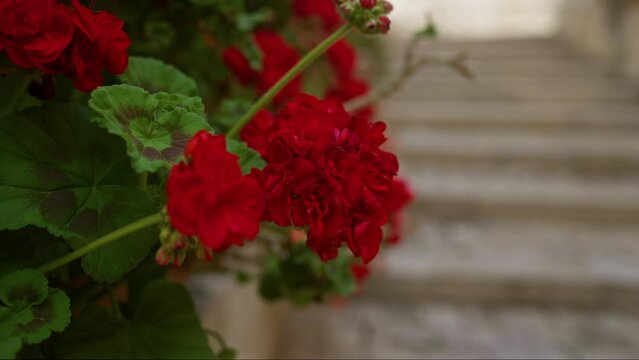 Bright red geranium flowers pelargonium contrast beautifully against lush green leaves and a stone staircase in an outdoor setting in puglia, southern italy.
