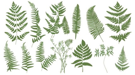 Various species of ferns with distinctive leaves