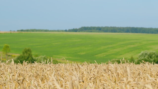 Yellow wheat in the background of the sky. Rural scenery under shining meadow wheat field grain field. Slow motion.
