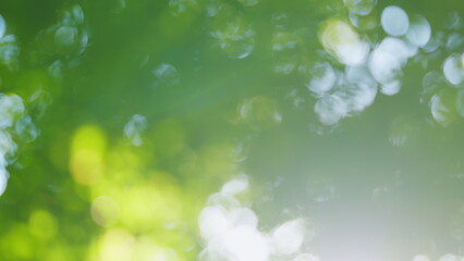 Obraz premium Nature abstract background. Natural green leaves plants using as spring background. Blur.