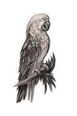 parrot  on a white background