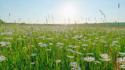 Panorama chamomile field. Romantic summer rural landscape. Field of daisies and perfect sky. Wide...