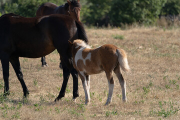 Fototapeta premium Young brown and white Anglo-Sardinian Arabian foal eating grass and playing