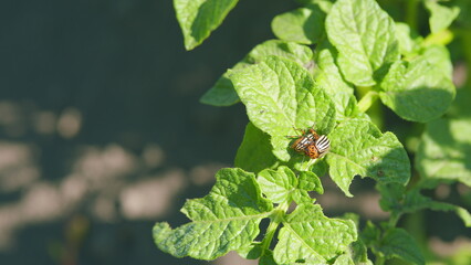 Colorado potato striped beetle parasite mating on a green leaf. Green potato leaves. Reproduction...