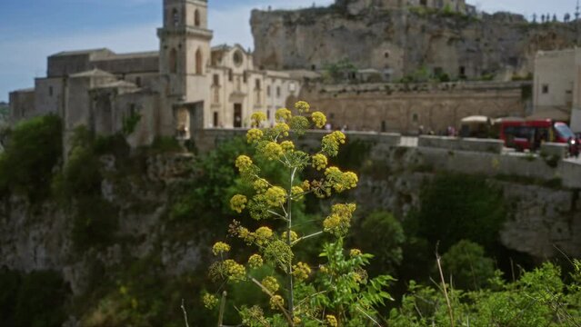 In matera, italy, a vibrant ferula communis plant blooms in the foreground, while the historic town's stone architecture graces the background.