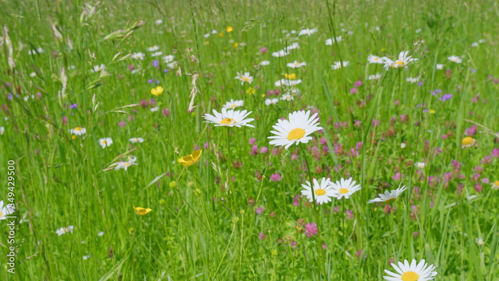 Wall mural green field with blooming beautiful daisies and buttercups with pink clover flowers. beautiful view 