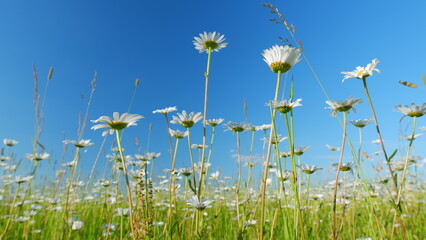 Flower of daisy is swaying in the wind. Chamomile flowers field with green grass. Low angle view.