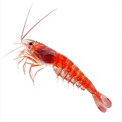 Krill isolated on white background 
