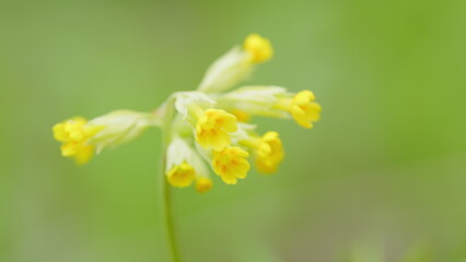Primula veris is a herbaceous perennial flowering plant. Common cowslip plant with yellow flowers in forest. Close up.