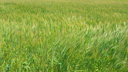 Harvesting at farm in autumn. Harvesting green golden wheat. Wind sways thick barley in a field creating waves.
