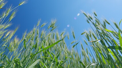Obraz premium Low anlgle view. Agricultural field. Beautiful blue sky. Large crop of grain. Yellow green wheat stands. Farmer wheat field.