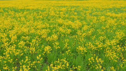 Obraz premium Yellow rapeseed in the field. Rapeseed flower Colza, canola plant for green energy. Wide shot.