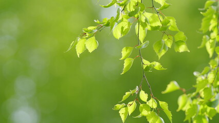 Beautiful sun shine through the blowing on wind tree green leaves. Foliage of the tree swayed by...
