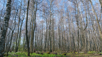 Obraz premium Spring in the deciduous forest. Deciduous, leafs forest in sunny spring day. Wide shot. Pan.