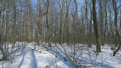 Melting Snow In Spring Forest. Warm Spring Evening Sunset With Long Shadows. Nature Wakes Up. Spring Is Coming.