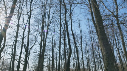 Europe. Dry Branches Against A Blue Sky. Spring Forest With Snow And Sunshine. Landscape In A Forest In Early Spring.